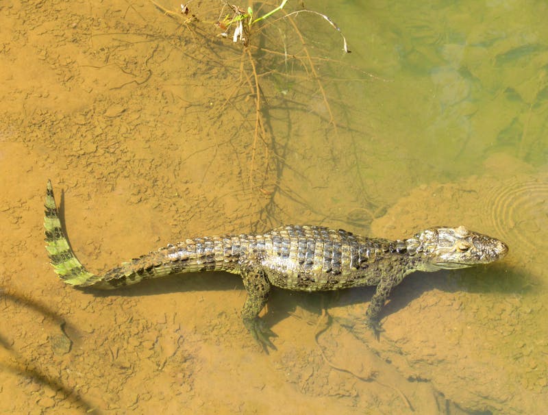 Krokodil an den Iguazu-Wasserfällen - Argentinien - ©Sylvia Sann - Eberhardt TRAVEL
