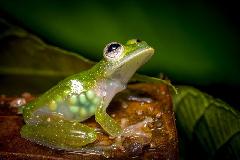 Glasfrosch in Costa Rica - ©Yannick - stock.adobe.com