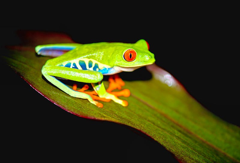 Nachtwanderung in Costa Rica - Rotaugenfrosch - ©Elles Rijsdijk - stock.adobe.com