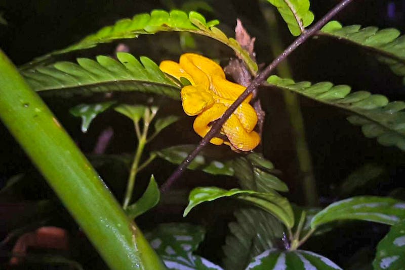 Nachtwanderung in Costa Rica - ©Vivien Fiedler - Eberhardt TRAVEL