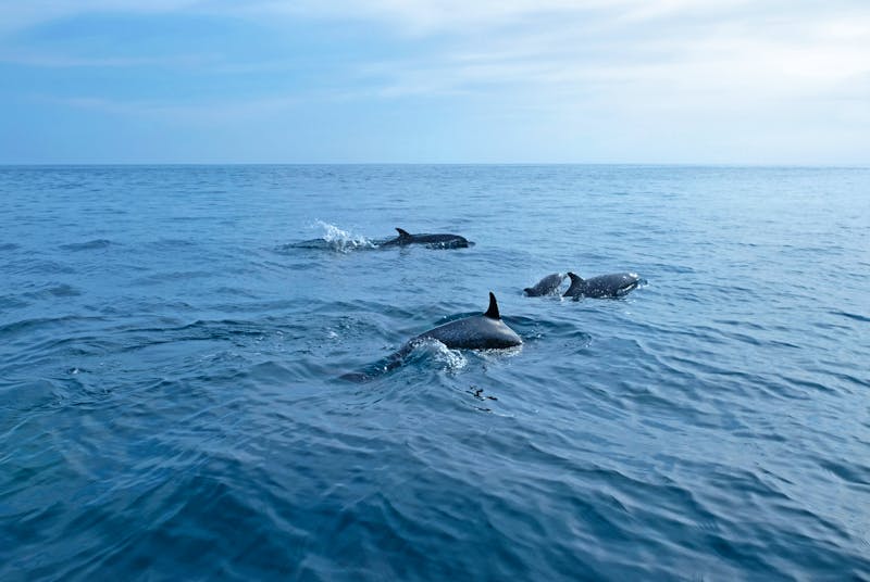 Delfine im Pazifischen Ozean vor Costa Rica - ©Sandra - stock.adobe.com