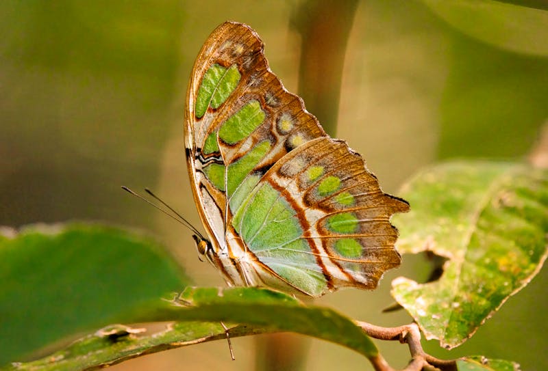 Schmetterling im Werner Sauter Biological Reserve bei Samara - ©jibz - stock.adobe.com