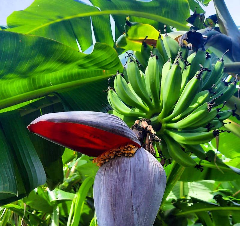 Zu Besuch auf der Finca Dona Hermida - Bananen - ©Vivien Fiedler - Eberhardt TRAVEL