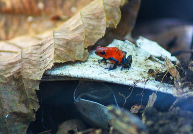 Pfeilgiftfrosch Monteverde - ©Susanne Schirmann - Eberhardt TRAVEL