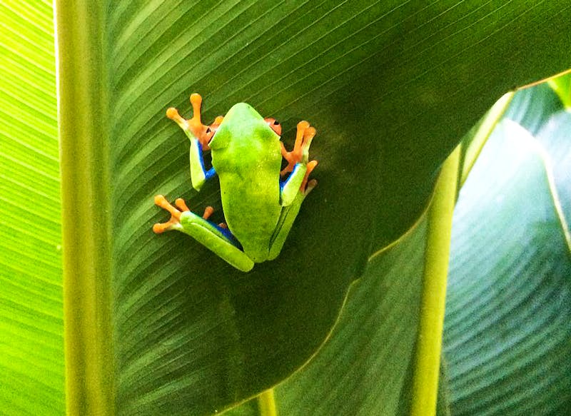 Rotaugenfrosch im Nebelwald von Monteverde - ©Benjamin Rodriguez Manzanares - Eberhardt TRAVEL
