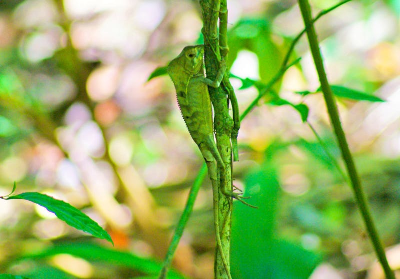 Chamäleon im Manuel Antonio Nationalpark - ©Susanne Schirmann - Eberhardt TRAVEL