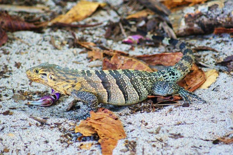 Echse im Manuel Antonio Nationalpark in Costa Rica - ©Susanne Schirmann - Eberhardt TRAVEL