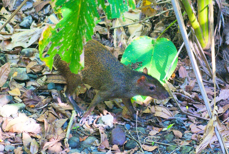 Aguti im Manuel Antonio Nationalpark - ©Susanne Schirmann - Eberhardt TRAVEL