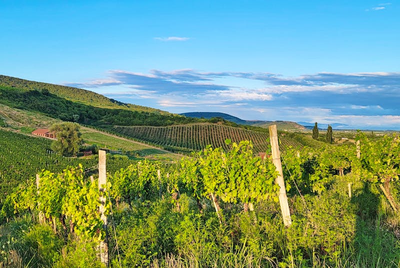 Weinregion Rias Baixas in Spanien - ©Nikita - stock.adobe.com