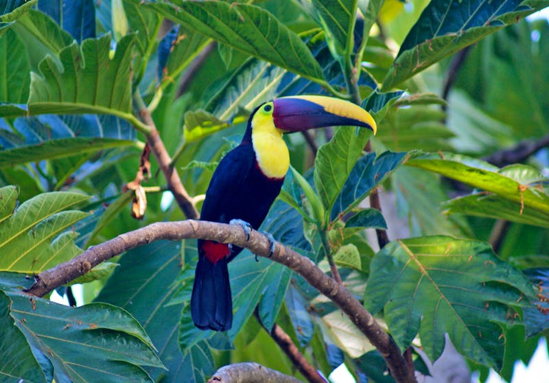 Tukan in Costa Rica - ©Susanne Schirmann - Eberhardt TRAVEL