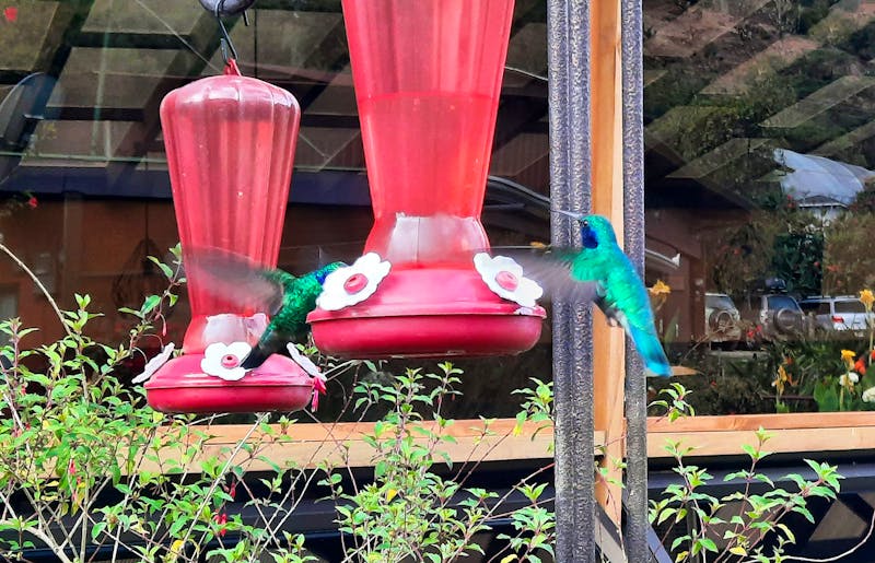 Kolibri-Futterstation in San Gerardo de Dota - ©Vivien Fiedler - Eberhardt TRAVEL