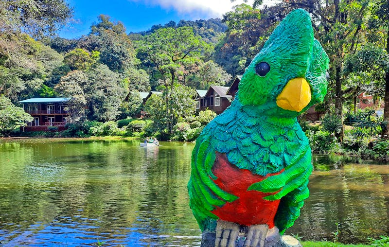 260  Costa Rica San Gerardo de Dota Quetzal - ©Vivien Fiedler - Eberhardt TRAVEL