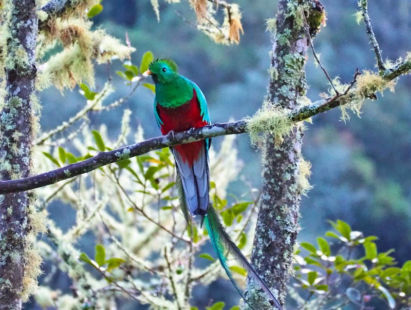 Quetzal - ©Sinah Witzig - Eberhardt TRAVEL
