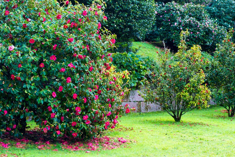Kameliengarten am Castelo de Soutomaior - ©MIMOHE - stock.adobe.com