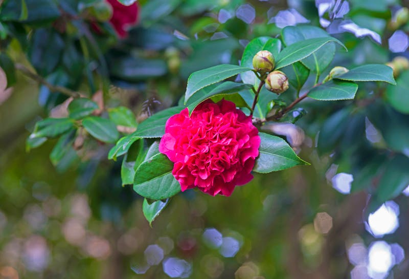 Kamelienblüte am Castelo de Soutomaior - ©MIMOHE - stock.adobe.com