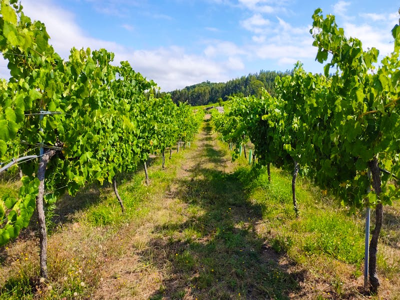 Weinanbau Pazo de Rubianes - ©Miky Munilla - stock.adobe.com