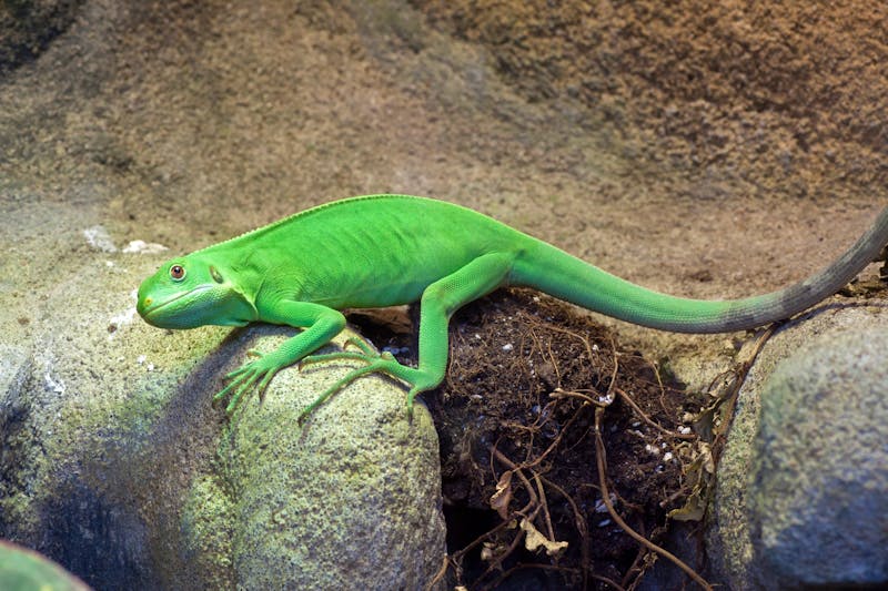 Fidschi Iguana - ©mauvries - stock.adobe.com