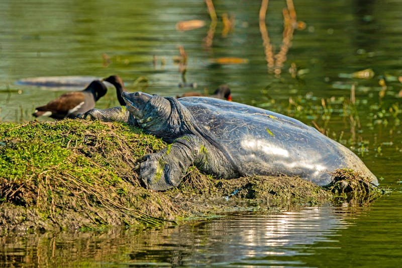 Schildkröte im Keoladeo-Nationalpark - Rajasthan - ©Sourabh - stock.adobe.com