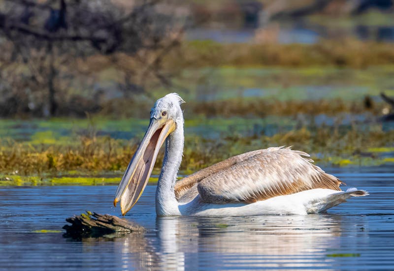 Pelikan im Keoladeo-Nationalpark - Rajasthan - ©Abhishek Mittal - stock.adobe.co