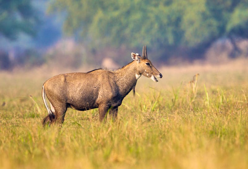 Nilgai-Antilope im Keoladeo-Nationalpark - Rajasthan - ©Samyak - stock.adobe.com