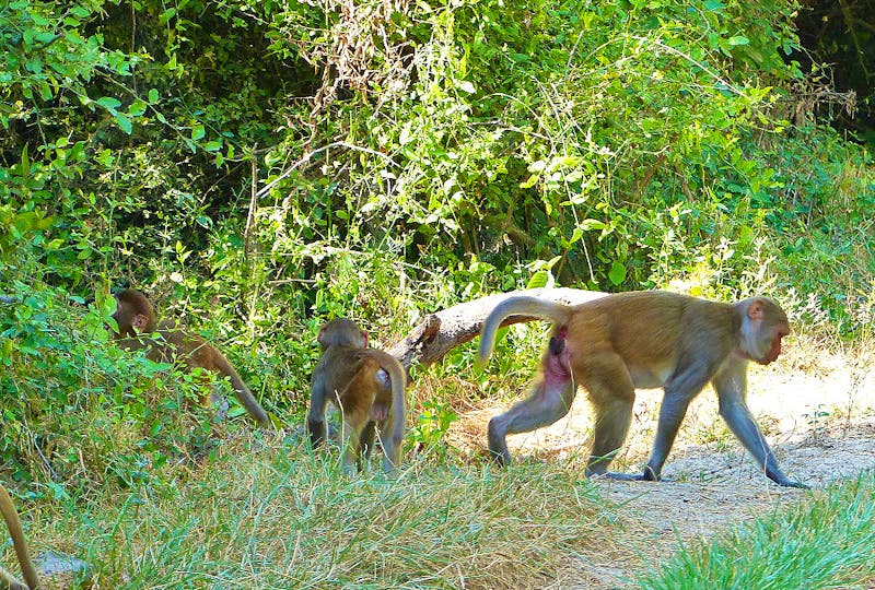 Affen im Keoladeo-Nationalpark - Rajasthan - ©Maria Michel - Eberhardt TRAVEL