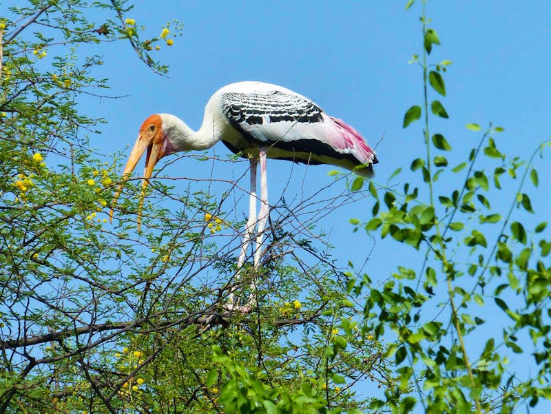 Buntstorch im Keoladeo-Nationalpark - Rajasthan - ©Maria Michel - Eberhardt TRAVEL