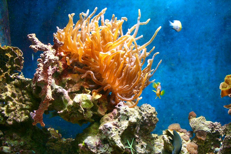 Im Aquarium in Aqaba - ©Patrick Fritzsche (Eberhardt TRAVEL)