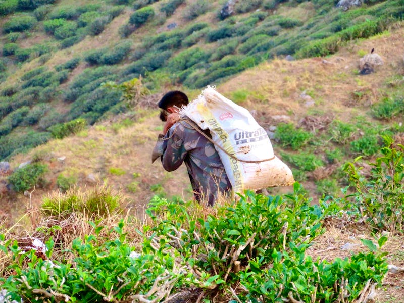 Darjeeling - Arbeiter auf einer Teeplantage - ©Ngoc Anh Nguyen (Eberhardt TRAVEL)