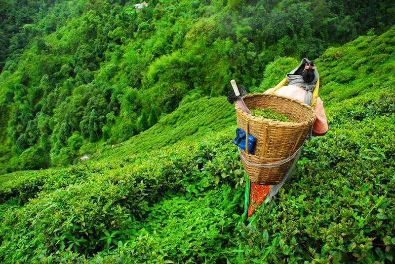 Tee-Pflücker in einem Teegarten in Darjeeling - ©tracingtea - stock.adobe.com