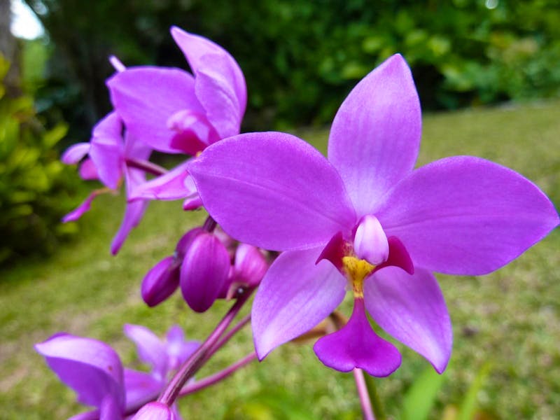 Orchideen-Garten in Soroa, Kuba  - ©Peggy Petzold (Eberhardt TRAVEL)