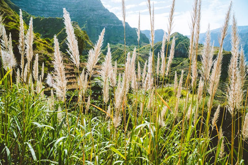 Insel Santo Antao, Kapverden - blühende Zuckerrohrpflanzen im Bergland - ©Igor Tichonow - stock.adobe.com