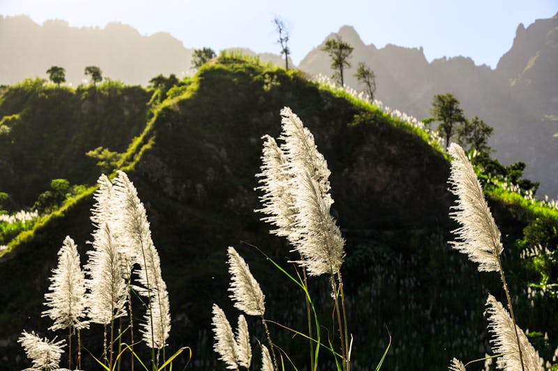 Insel Santo Antao, Kapverden - blühende Zuckerrohrpflanzen im Bergland - ©Ralf - stock.adobe.com