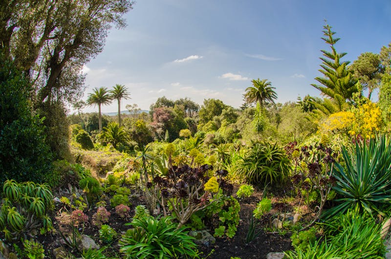 Abbey Gardens, Tresco - ©Der Dilettant - stock.adobe.com