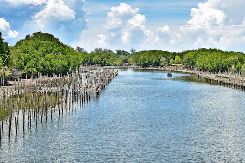Muschel-Farmen im Mangrovengebiet südliuch von Bangkok - ©JJ Jaruwan - stock.adobe.com