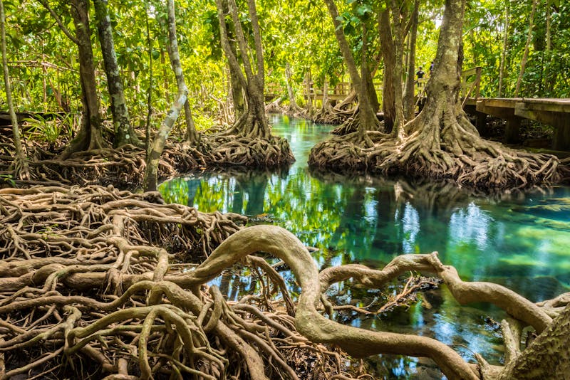 Mangrovenwald in Thailand - ©NuttKomo - stock.adobe.com