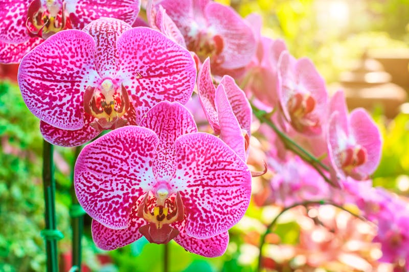 In einer Orchideenfarm in der Nähe von Bangkok - ©Phanthit Malisuwan. All Rights Reserved.
