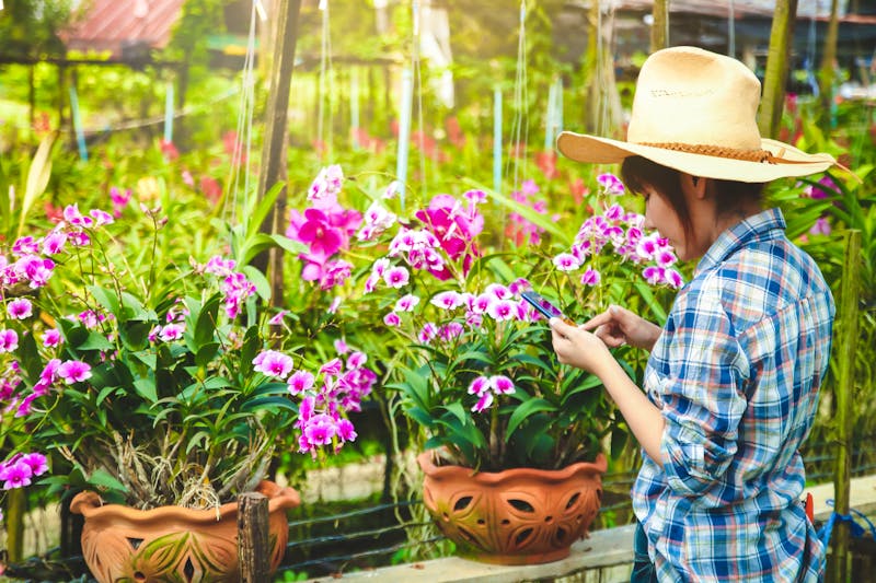 In einer Orchideenfarm in der Nähe von Bangkok - ©SUPERMAO - stock.adobe.com