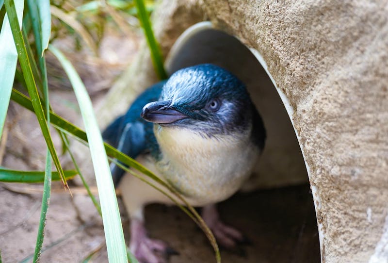 Junger Zwergpinguin in Burnie - Tasmanien - ©Kim - stock.adobe.com
