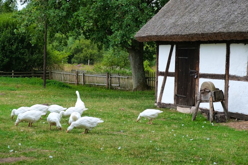 Freilichtmuseum in Kluki  - ©Krzysztof - stock.adobe.com