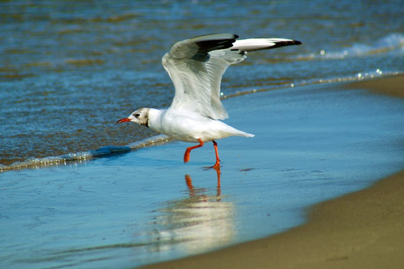 Möwe am Frischen Haff - ©Katadyna - stock.adobe.com
