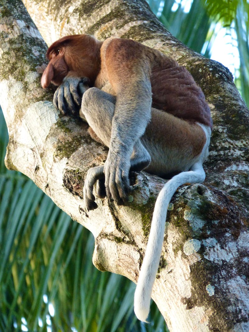 Langnasenaffee im Bako-Nationalpark, Borneo, Malaysia - ©Maria Michel (Eberhardt TRAVEL)