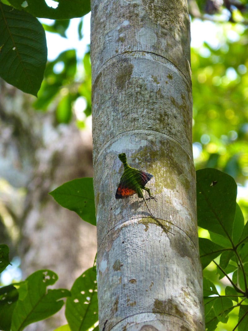 Tierbeobachtungen im Bako-Nationalpark, Borneo, Malaysia - ©Maria Michel (Eberhardt TRAVEL)