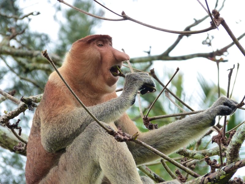 Langnasenaffee im Bako-Nationalpark, Borneo, Malaysia - ©Maria Michel (Eberhardt TRAVEL)