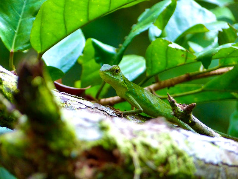 Gunung Mulu-Nationalpark, Borneo, Malaysia - ©Maria Michel (Eberhardt TRAVEL)