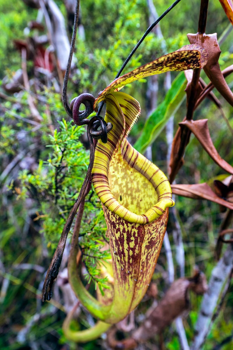 Fleischfressende Pflanze im Bako-Nationalpark, Borneo - ©Stephan Scherhag - stock.adobe.c
