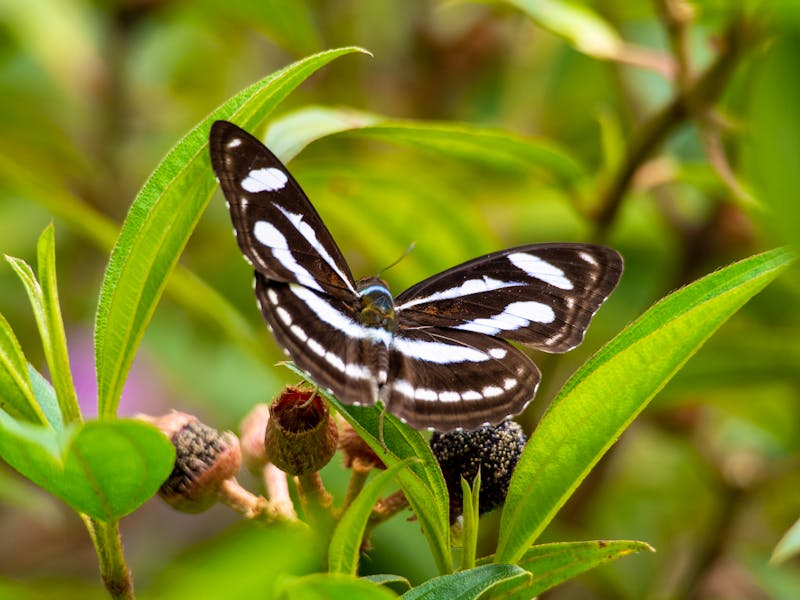 Schmetterling im Gunung Mulu-Nationalpark, Borneo - ©salparadis - stock.adobe.com