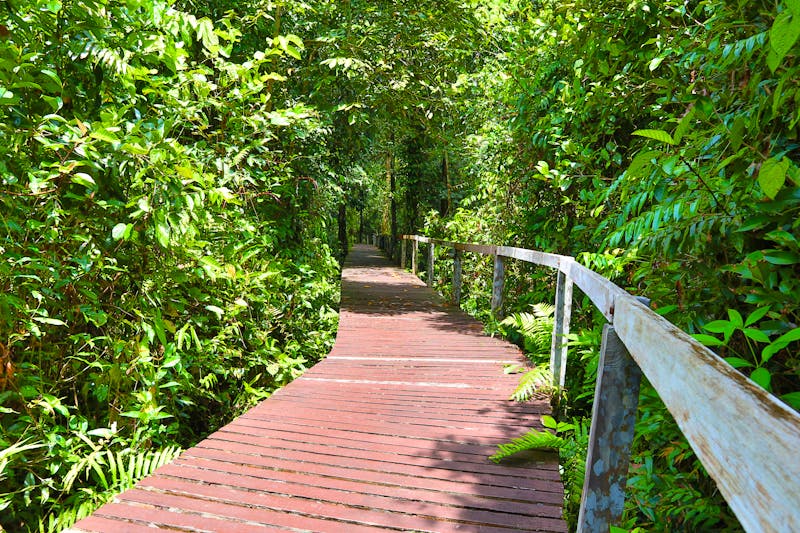 Hiking Trail im Gunung Mulu-Nationalpark, Borneo - ©slyellow - stock.adobe.com