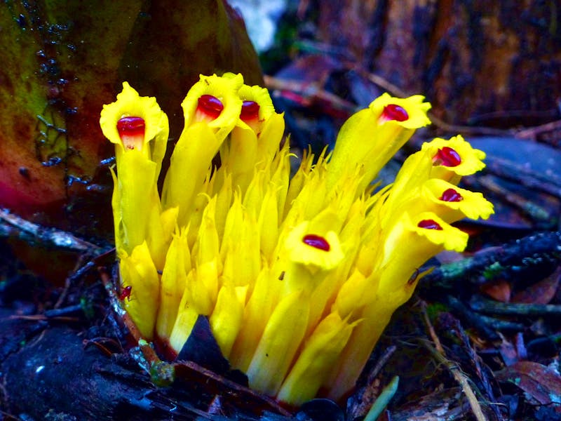Wilder Ingwer im Kinabalu-Nationalpark, Sabah, Borneo, Malaysia - ©Maria Michel (Eberhardt TRAVEL)