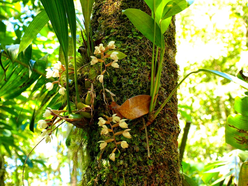 Blütenpracht am Mount Kinabalu, Sabah, Borneo - ©Daniela Paulan (Eberhardt TRAVEL)