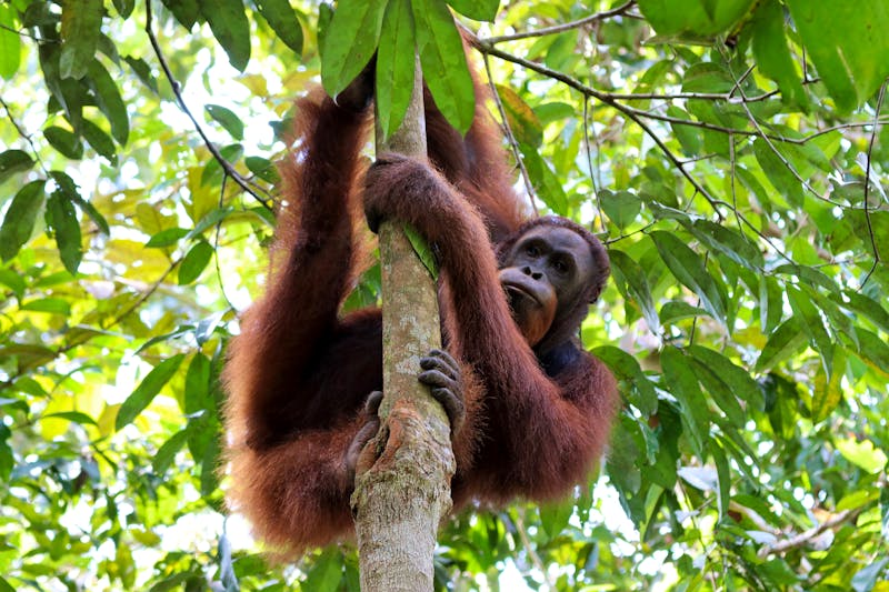 Borneo-Orang-Utan im Semenggoh-Rehabilitationszentrum, Sarawak, Borneo - ©Christian - stock.adobe.com